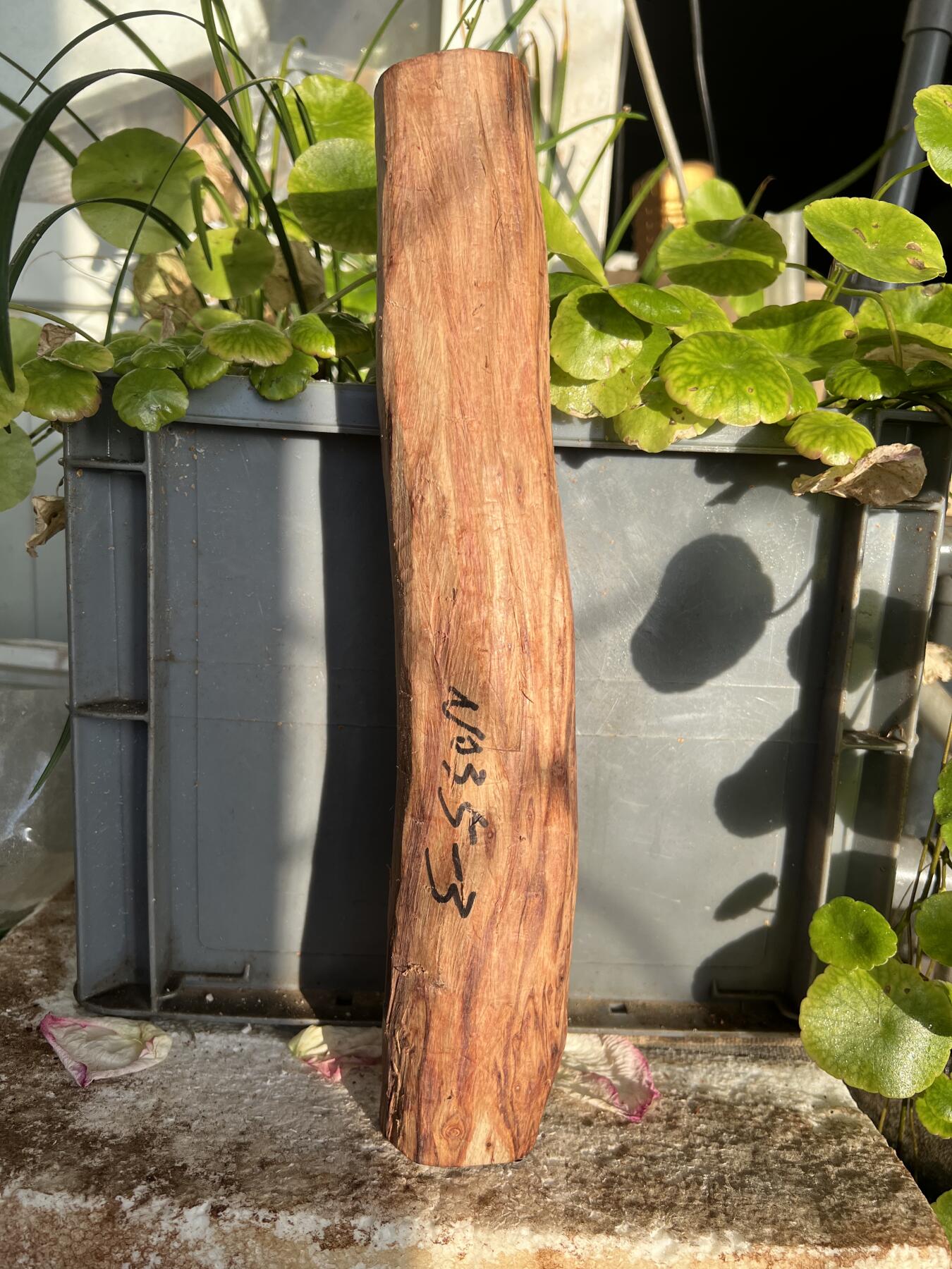 零元拍：NO.35-3海南黄花梨珠子把件料，外面白皮基本都去掉了，红肉打底花纹很漂亮。315/40/50MM