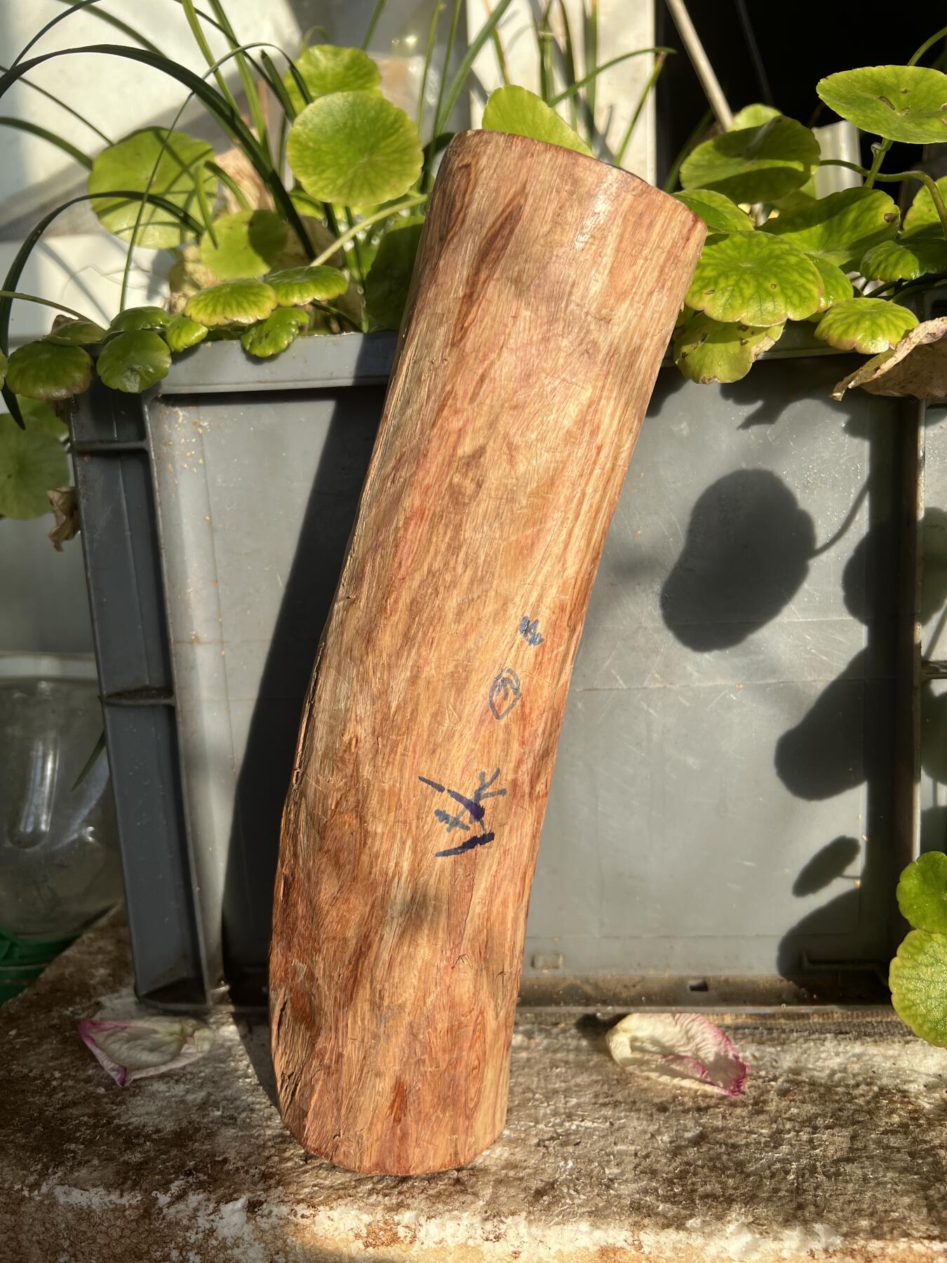 零元拍：NO.35-15海南黄花梨珠子把件料，外面白皮基本都去掉了，红肉打底花纹很漂亮。265/65/70MM