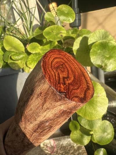 零元拍：NO.35-3海南黄花梨珠子把件料，外面白皮基本都去掉了，红肉打底花纹很漂亮。315/40/50MM - 零元拍：NO.35-3海南黄花梨珠子把件料，外面白皮基本都去掉了，红肉打底花纹很漂亮。315/40/50MM