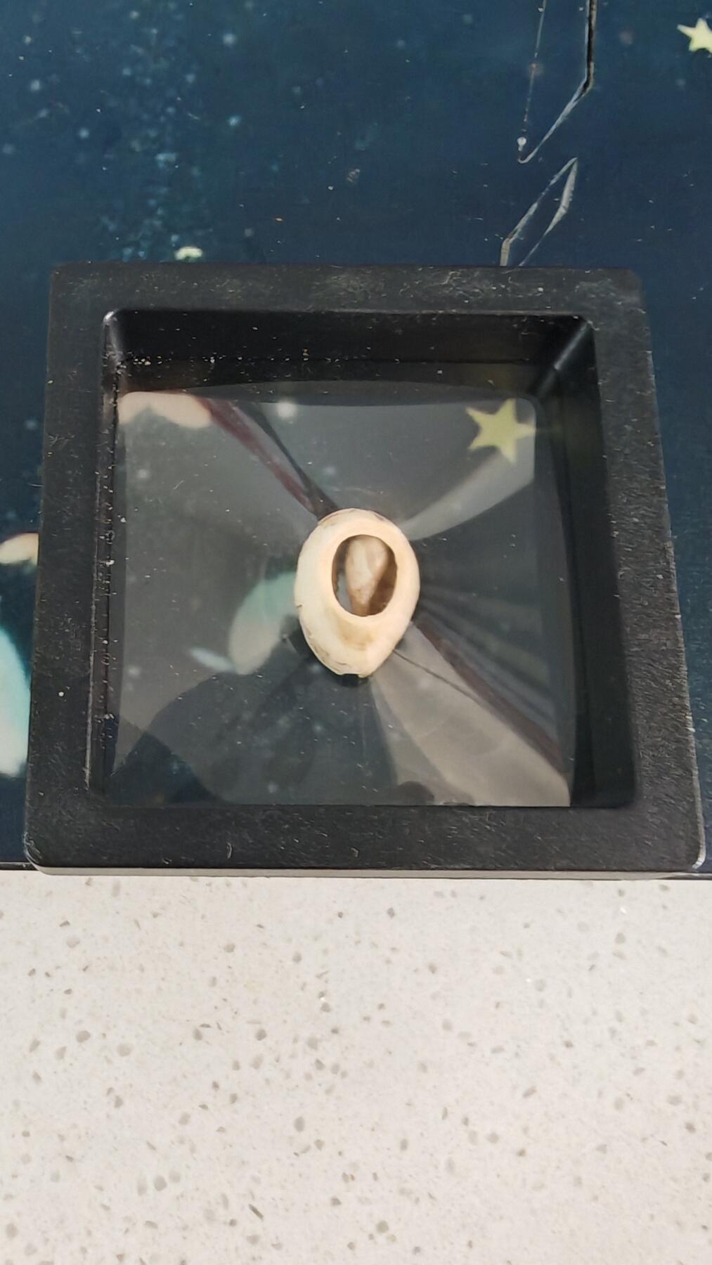 杂币场 贝币一枚