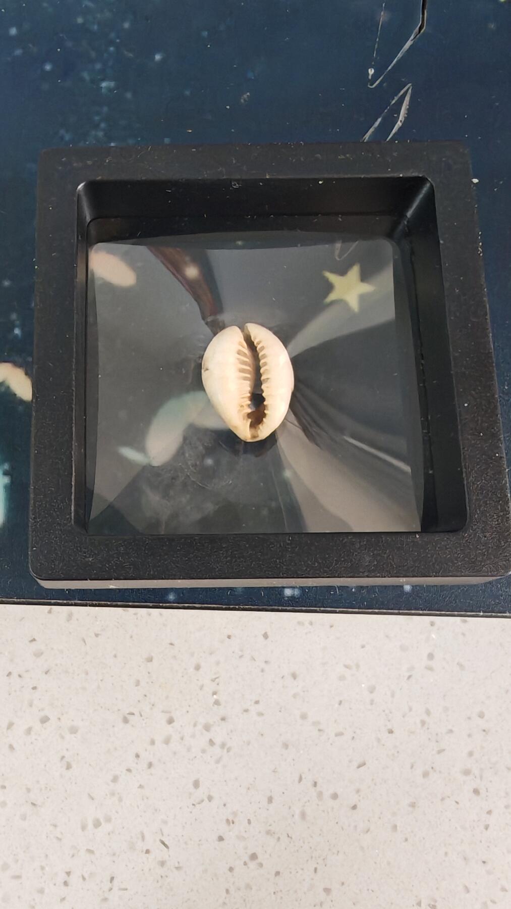 杂币场 贝币一枚