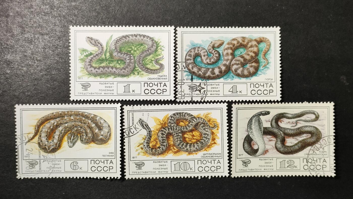 ↓君缘收藏739期☞钱币邮品↓无佣金、可寄存、满30元包邮  苏联邮票，1977年毒蛇邮票雕刻版