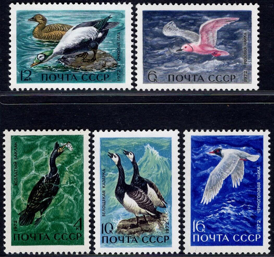 洪涛臻品批发群 精选邮票限时拍卖第1255期  苏联 沿海地区鸟类5全套 新票如图原胶润亮 1971年影写版精美套票