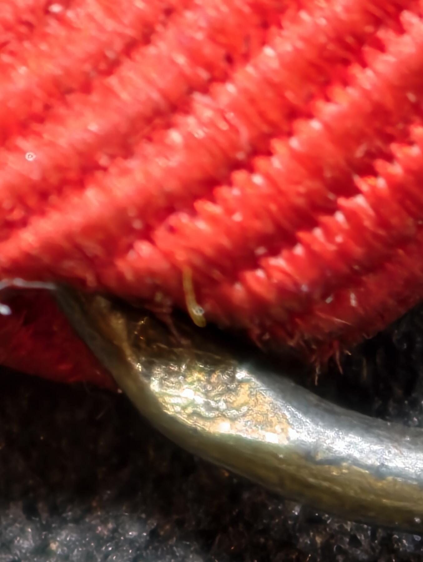 凯旋世界勋赏（第22期新年大拍）（欢迎送拍）（对拍品有疑问请询问客服，不接受到手刀，出价默认拍品品相。请认真阅读拍卖规则！出价默认已认可！）（收到货请录制开箱视频，无视频概不处理问题。）