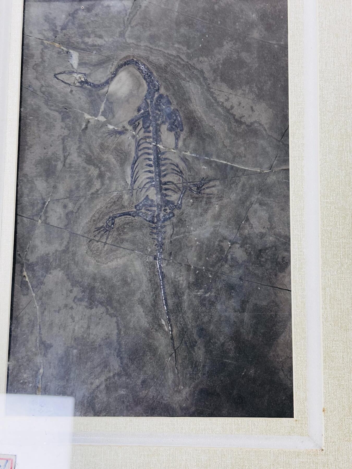 【金马踏春，泉马奔腾】2026 年新年贺岁场，（定于年初五接财神截拍）祝各位老板马到成功，马上有钱，愿岁岁平安喜乐顺遂 精美相框镶嵌化石标本画，箱子是对比大小图，重，此件不包邮，需另外补邮费