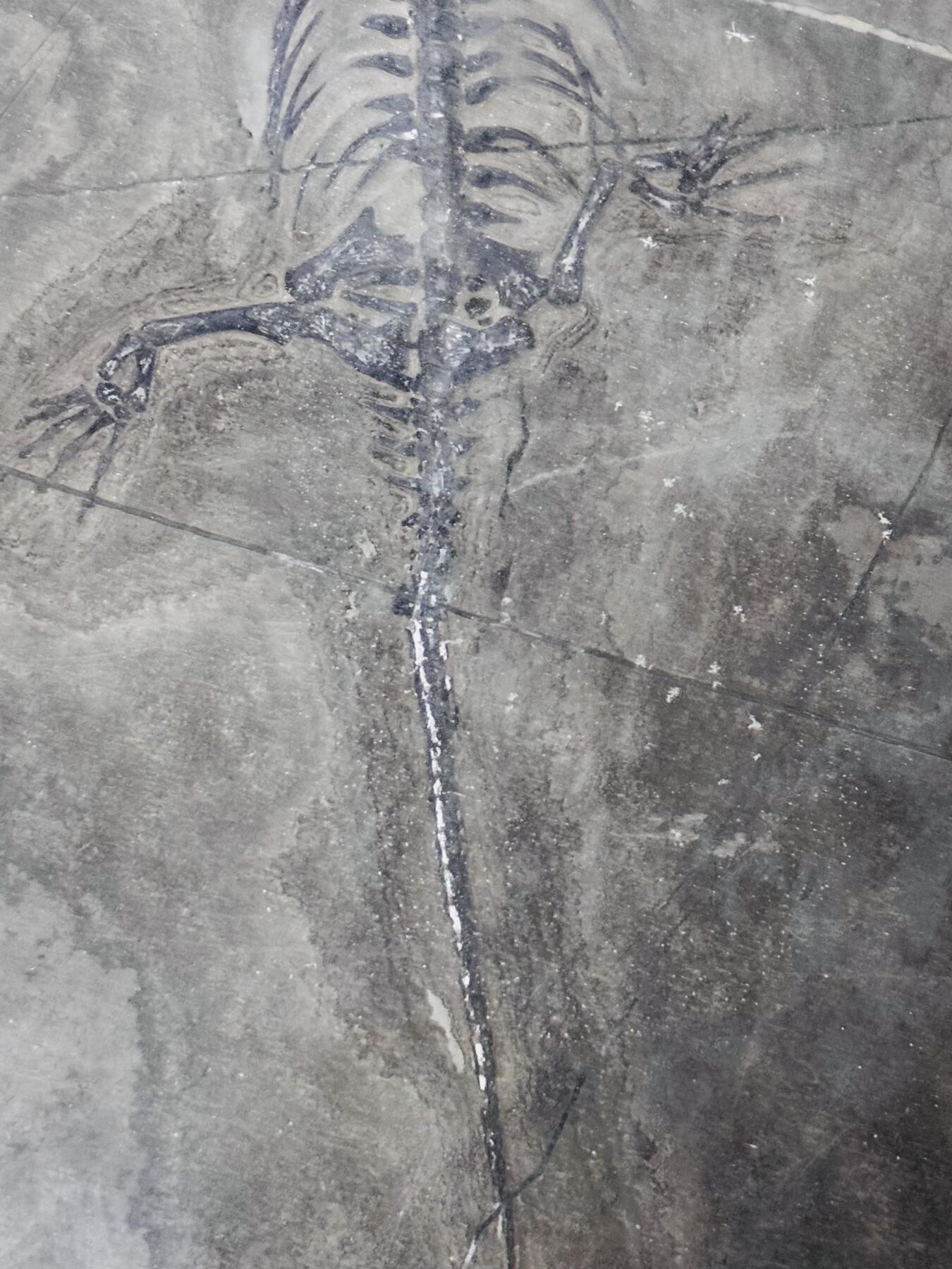 【金马踏春，泉马奔腾】2026 年新年贺岁场，（定于年初五接财神截拍）祝各位老板马到成功，马上有钱，愿岁岁平安喜乐顺遂 精美相框镶嵌化石标本画，箱子是对比大小图，重，此件不包邮，需另外补邮费