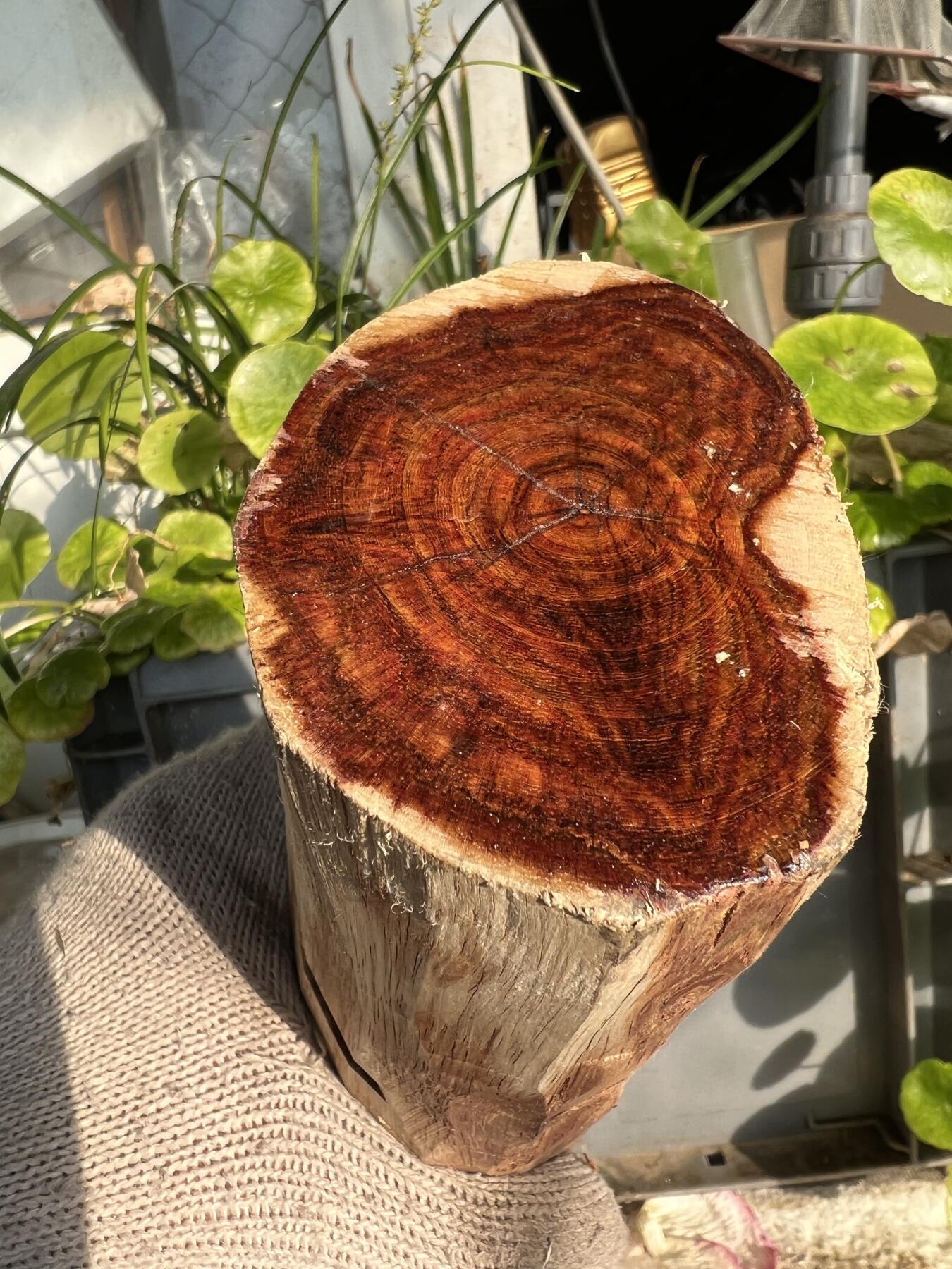 零元拍：NO.2-65海南黄花梨，一根全是眼睛的料子，做随型，雕件都没问题。330/55/80/60MM