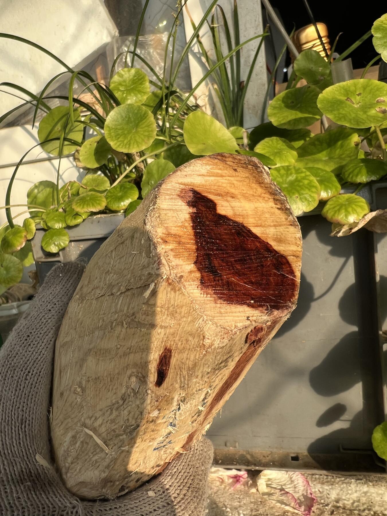 零元拍：NO.2-88海南黄花梨，根料，细腻花纹紧实，快到紫梨的感觉。185/90/40MM