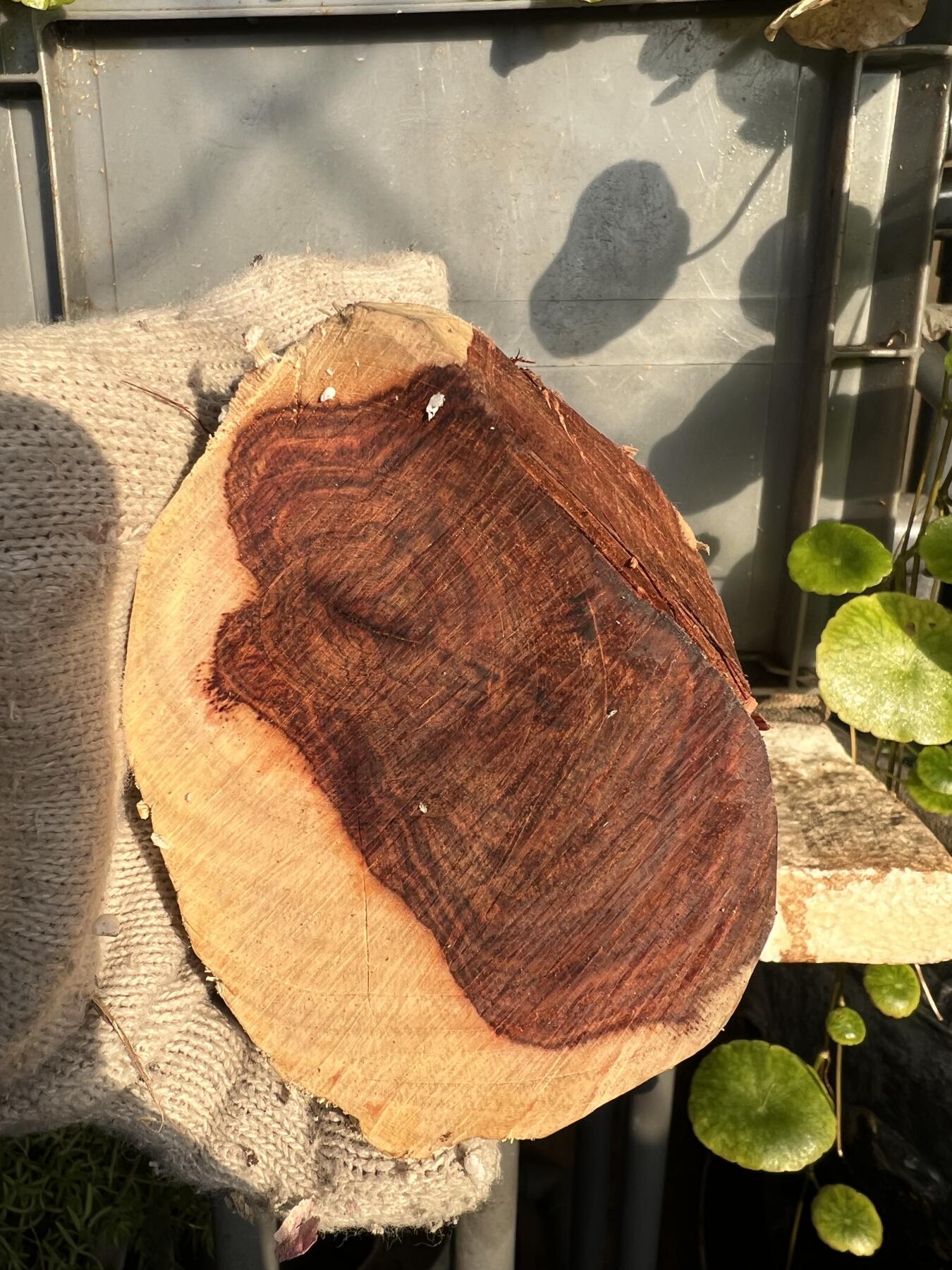 零元拍：NO.2-88海南黄花梨，根料，细腻花纹紧实，快到紫梨的感觉。185/90/40MM