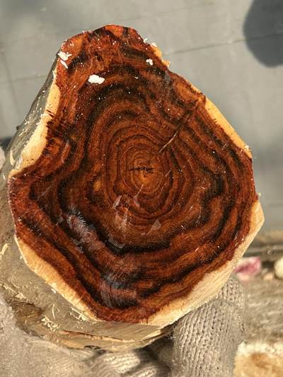 零元拍：NO.1-60海南黄花梨，大口径，黑紫线超粗超美丽。135/77/100MM - 零元拍：NO.1-60海南黄花梨，大口径，黑紫线超粗超美丽。135/77/100MM