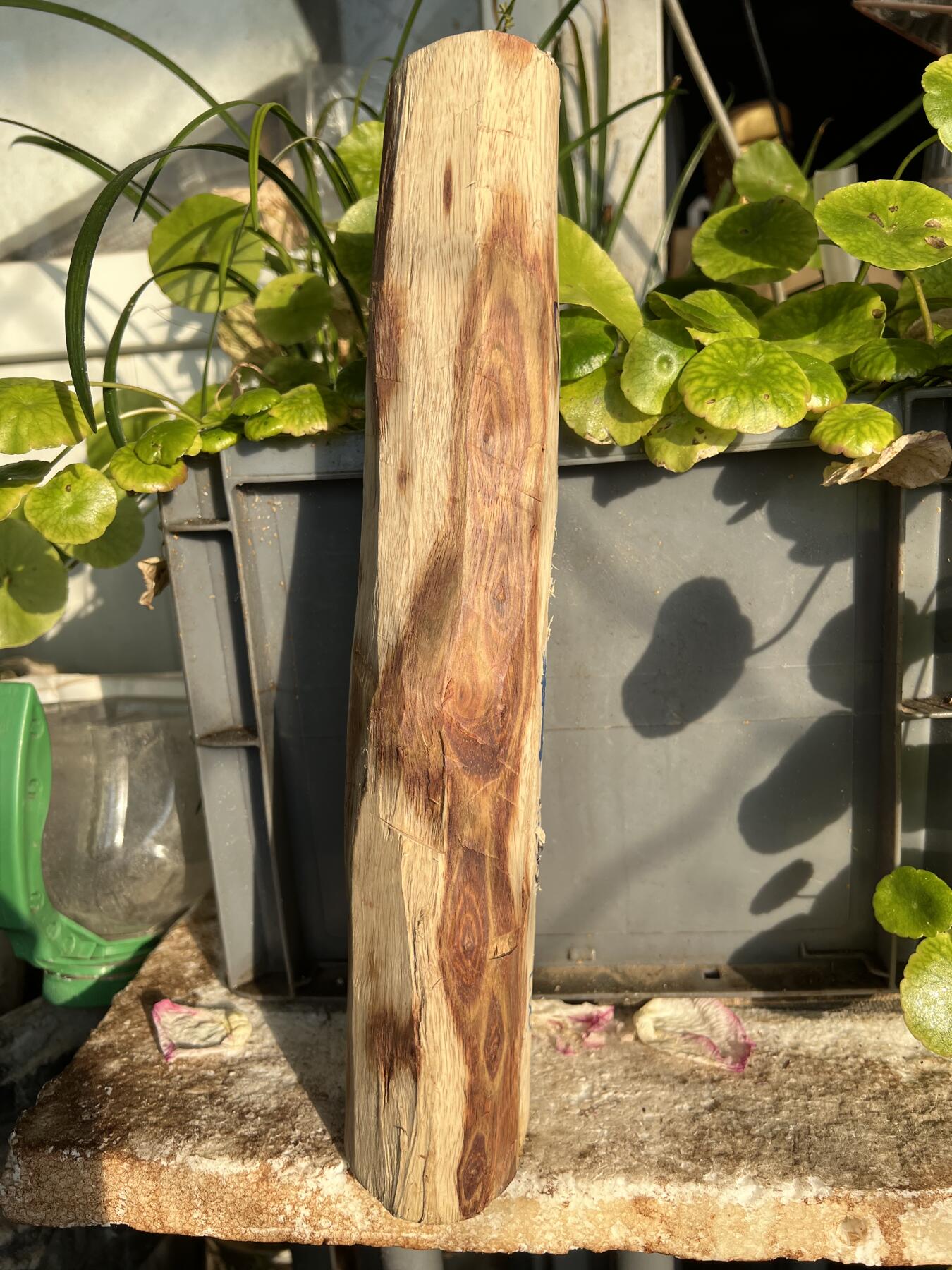 零元拍：NO.2-65海南黄花梨，一根全是眼睛的料子，做随型，雕件都没问题。330/55/80/60MM