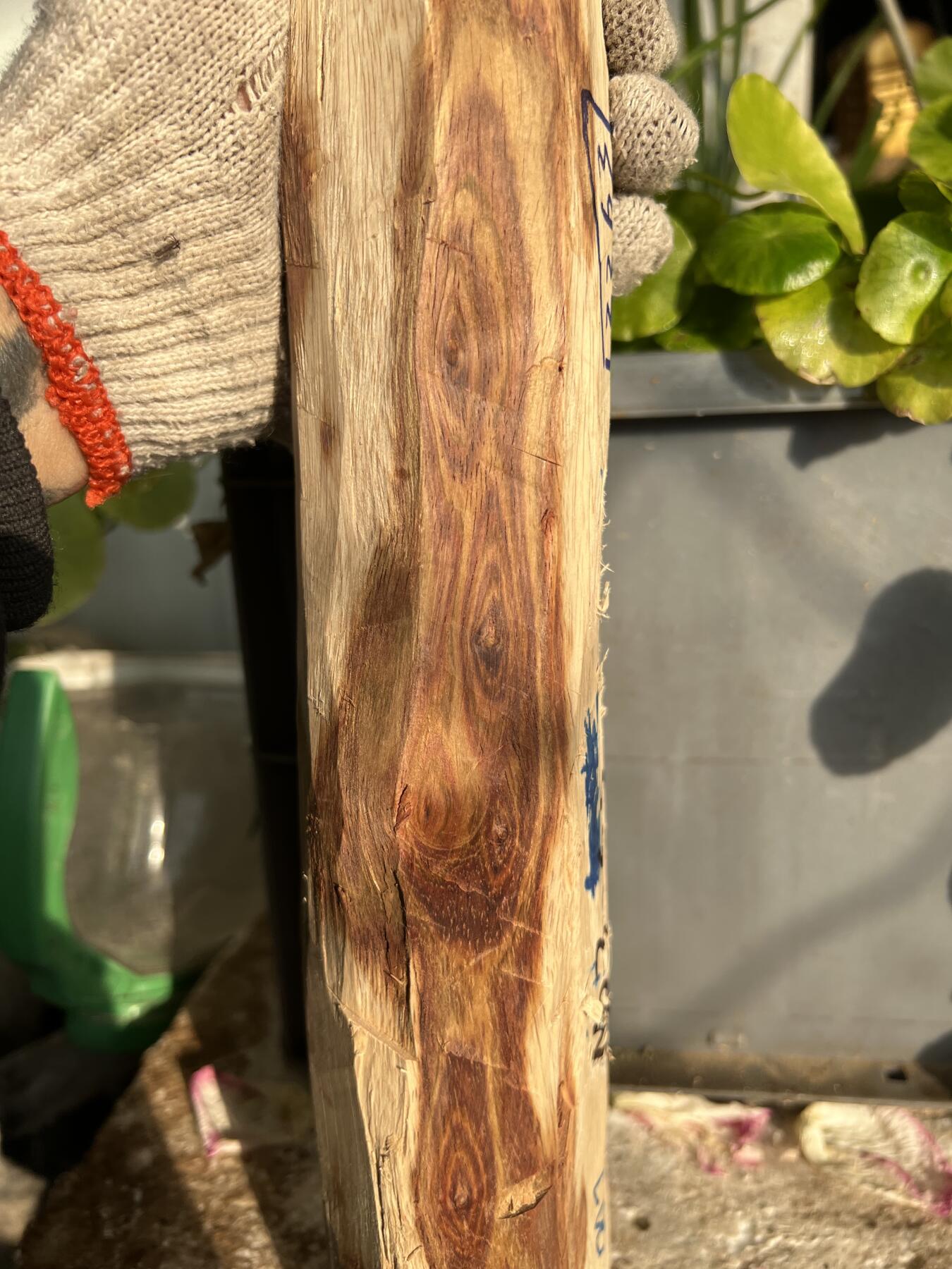 零元拍：NO.2-65海南黄花梨，一根全是眼睛的料子，做随型，雕件都没问题。330/55/80/60MM