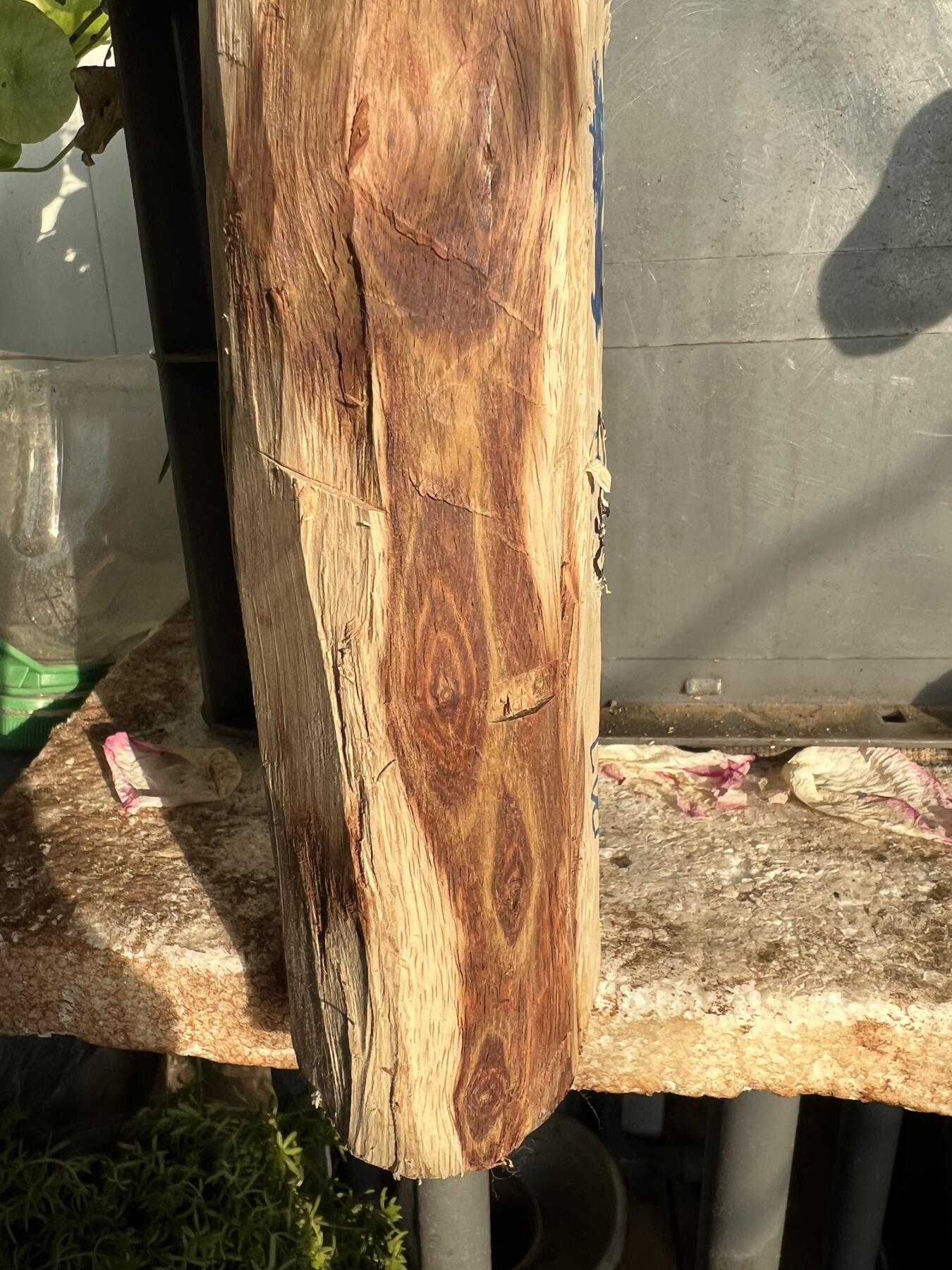 零元拍：NO.2-65海南黄花梨，一根全是眼睛的料子，做随型，雕件都没问题。330/55/80/60MM