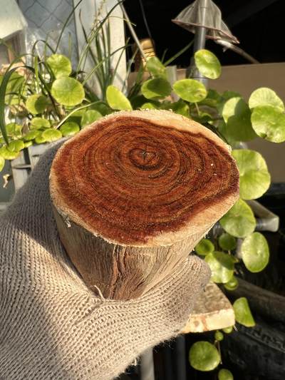 零元拍：NO.2-65海南黄花梨，一根全是眼睛的料子，做随型，雕件都没问题。330/55/80/60MM - 零元拍：NO.2-65海南黄花梨，一根全是眼睛的料子，做随型，雕件都没问题。330/55/80/60MM