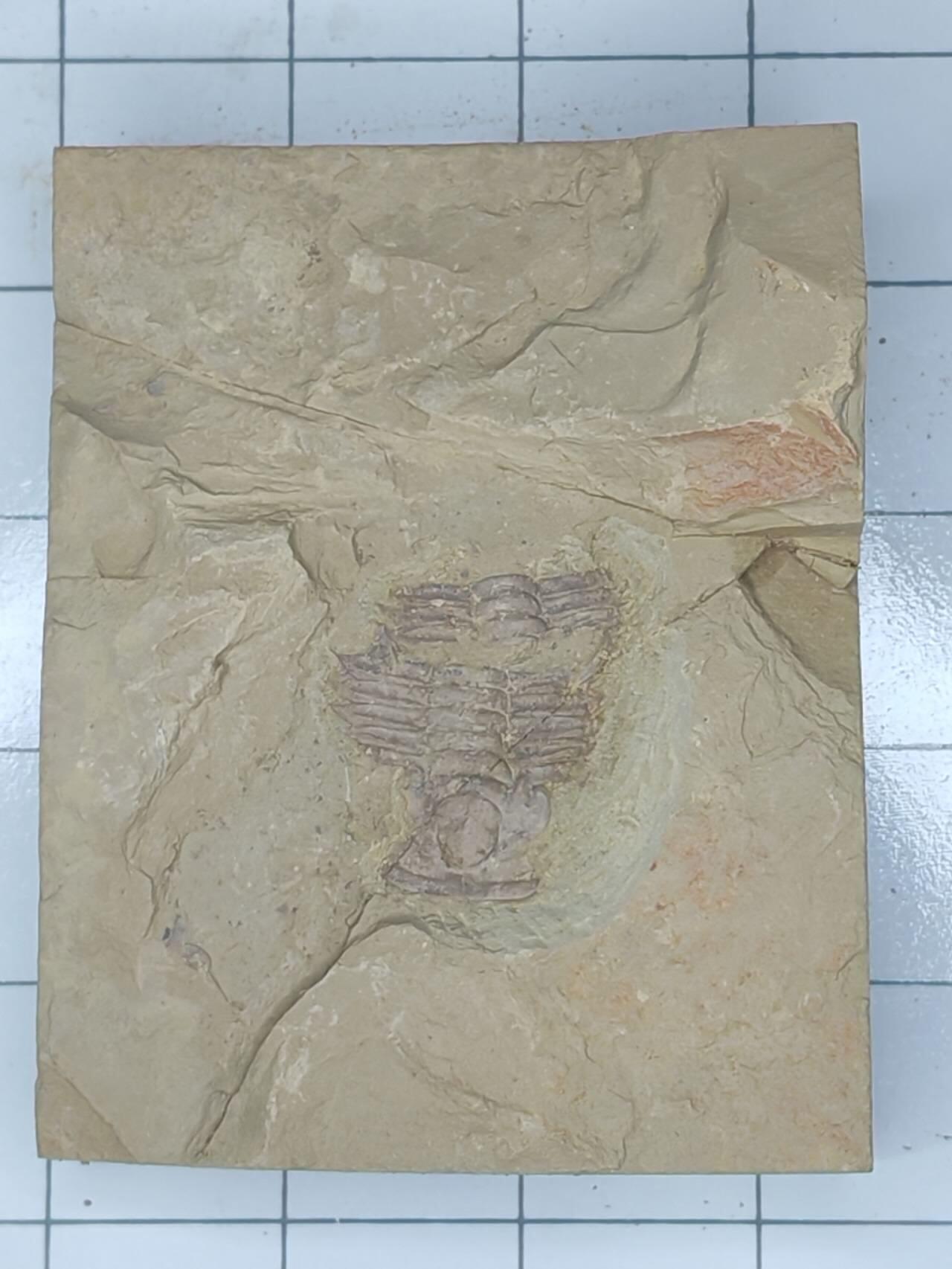 化石 三叶虫化石