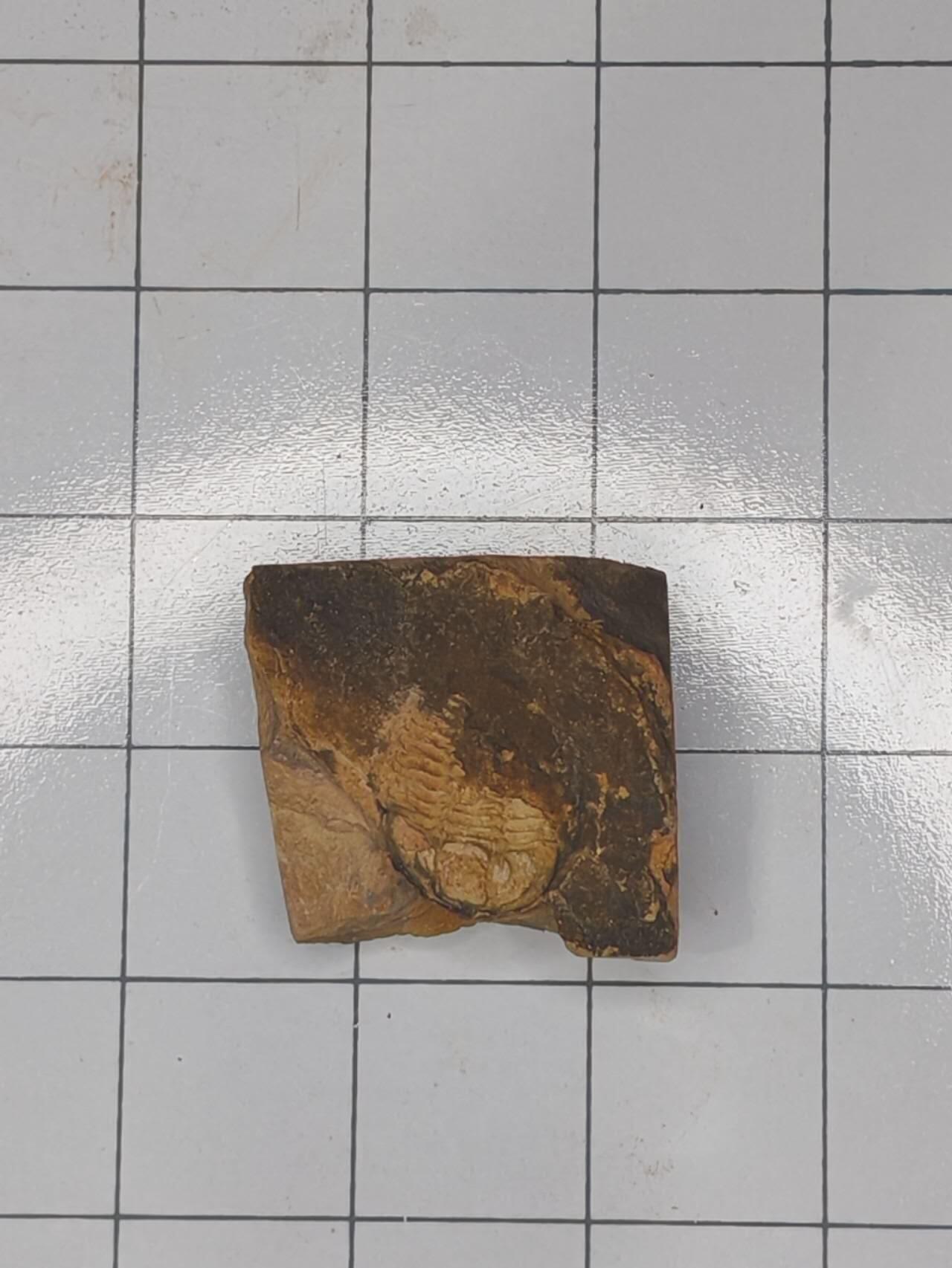 化石 三叶虫化石