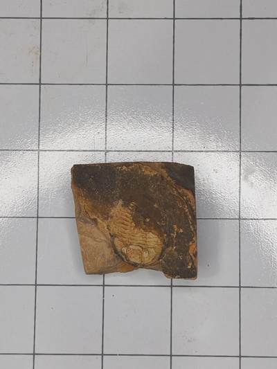 化石 - 三叶虫化石