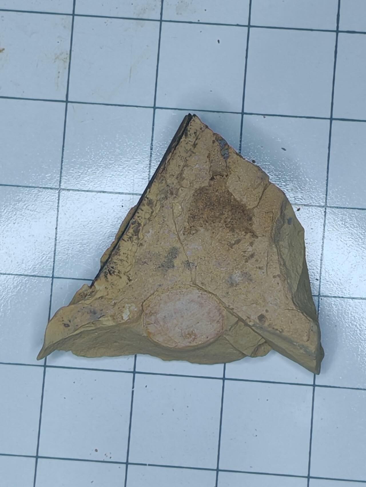 化石 刺胞动物化石（稀少）就是水母类化石（最稀有、最珍贵）   - 如前所述，水母身体柔软，化石极难保存，多以印痕化石形式出现于澄江生物群、伯吉斯页岩等特异埋藏化石库中。