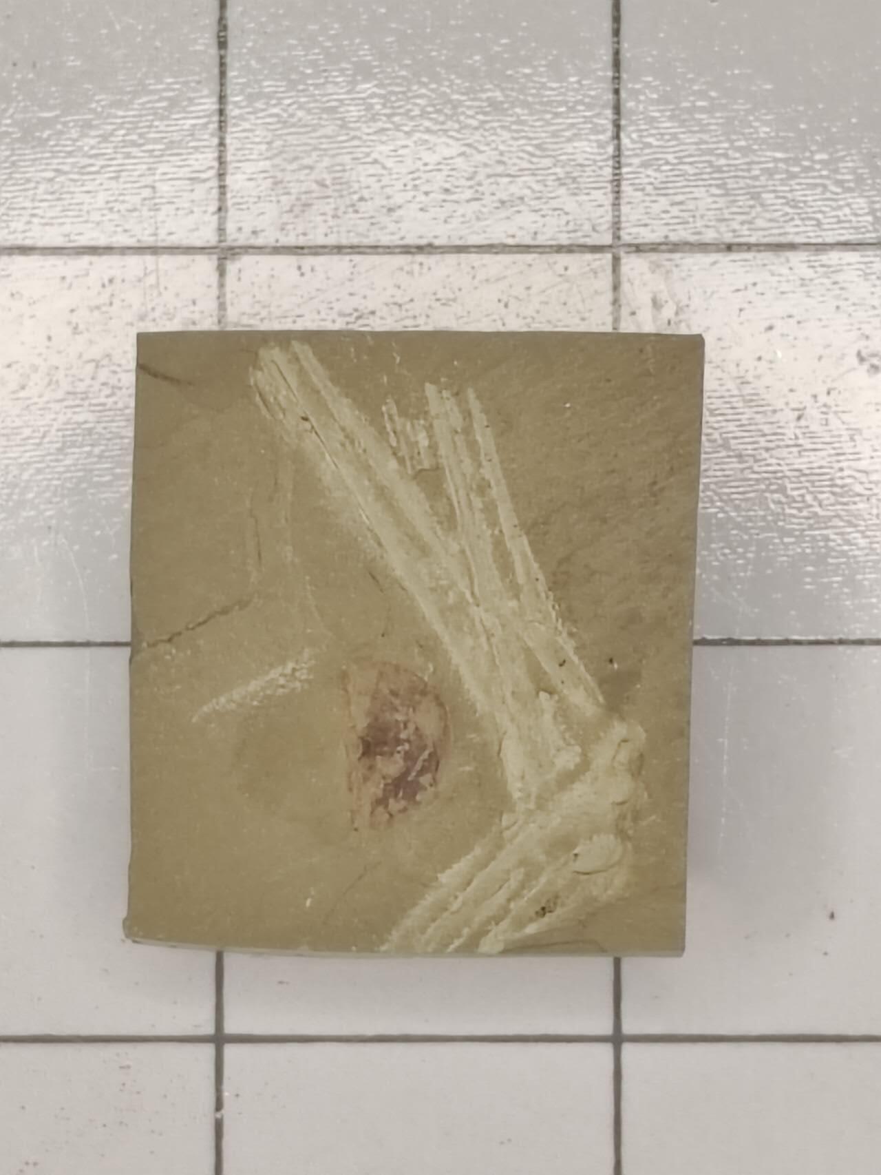 化石 水母类化石（最稀有、最珍贵）   - 如前所述，水母身体柔软，化石极难保存，多以印痕化石形式出现于澄江生物群、伯吉斯页岩等特异埋藏化石库中。