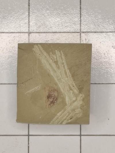 化石 - 水母类化石（最稀有、最珍贵）   - 如前所述，水母身体柔软，化石极难保存，多以印痕化石形式出现于澄江生物群、伯吉斯页岩等特异埋藏化石库中。