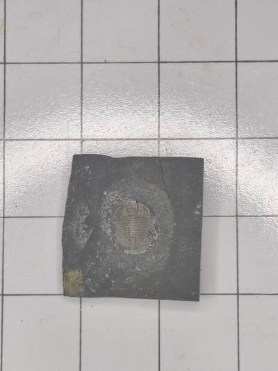 化石 - 三叶虫（细节完美）