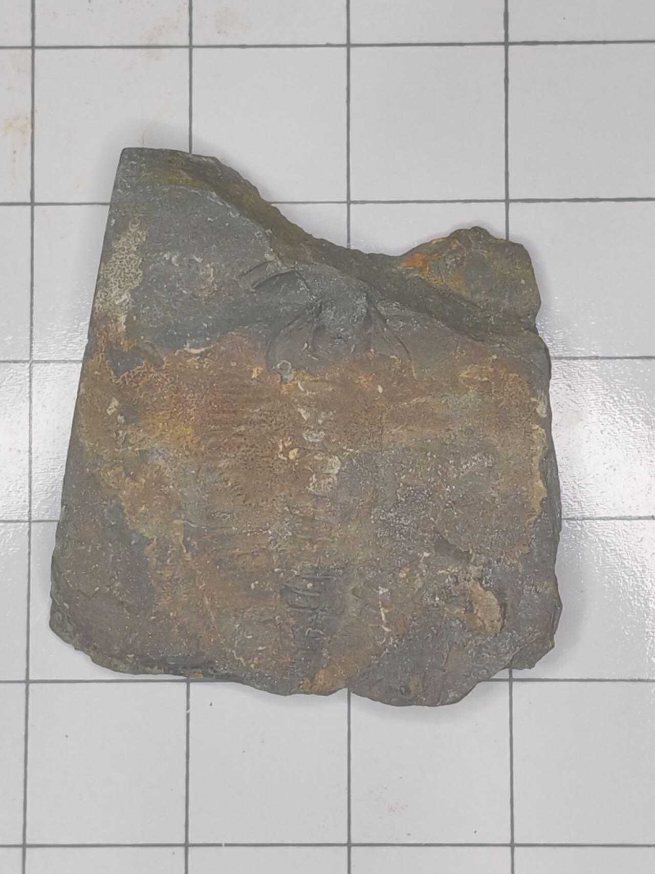 化石 三叶虫化石