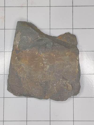 化石 - 三叶虫化石