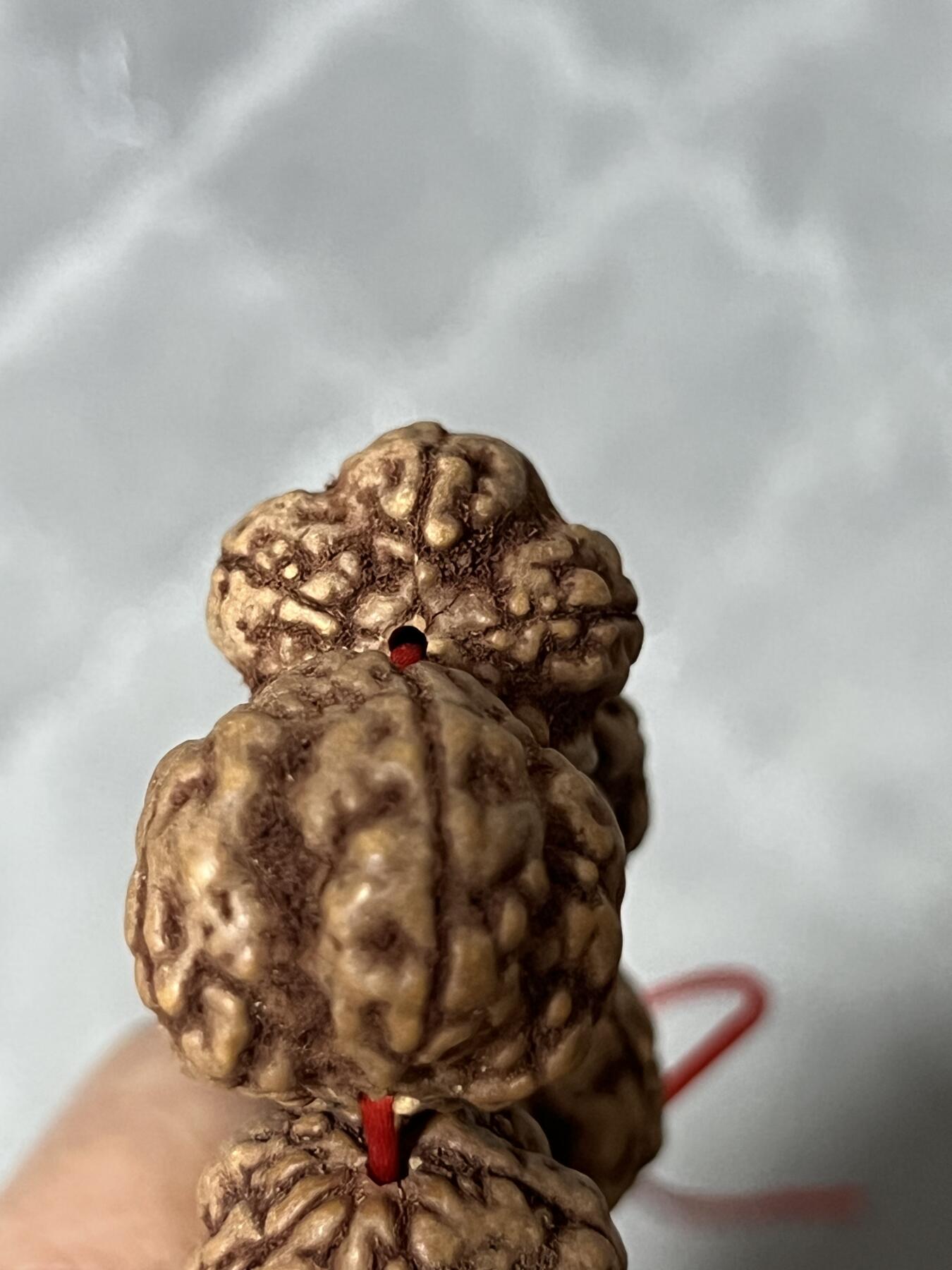 零元拍：超大超肉红皮帝王花金刚菩提手持，22左右