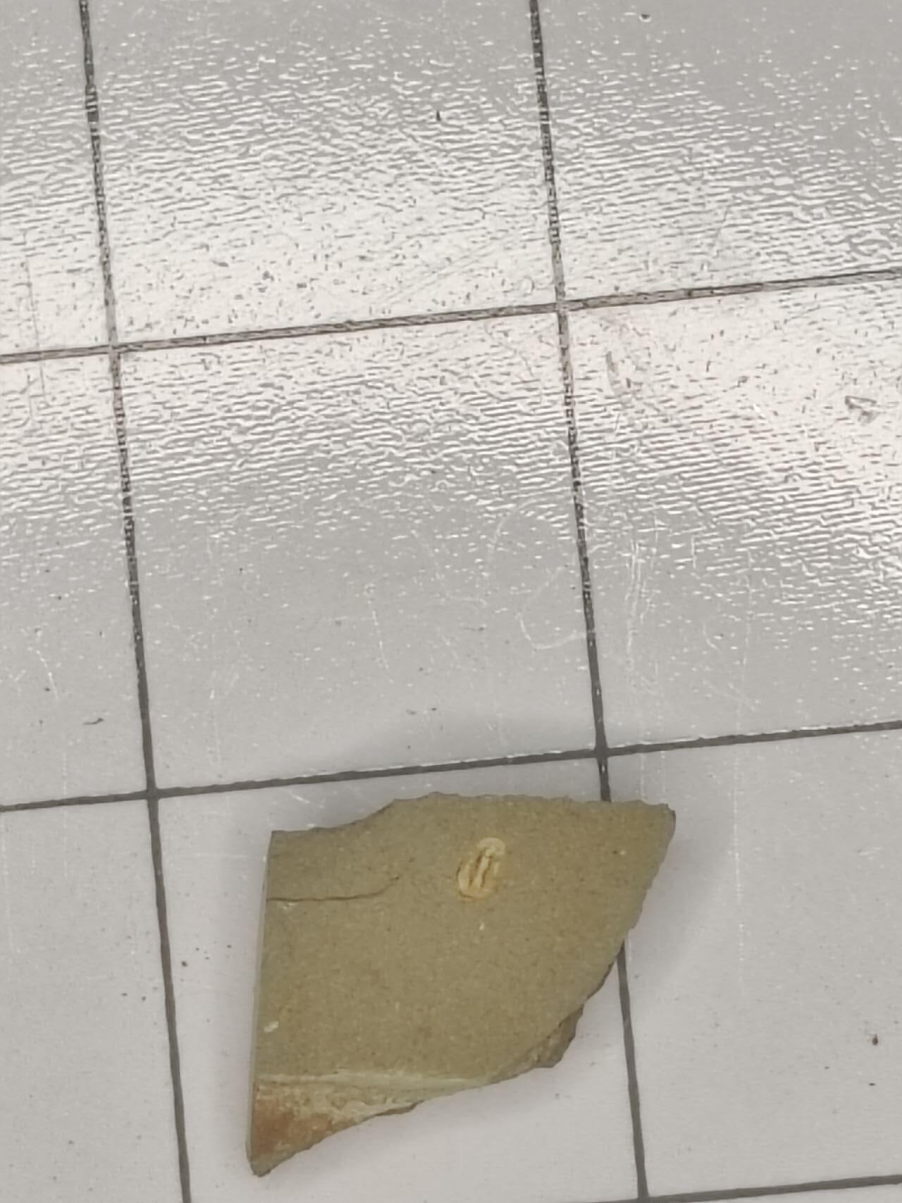 化石 迷你三叶虫