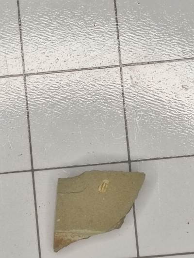 化石 - 迷你三叶虫