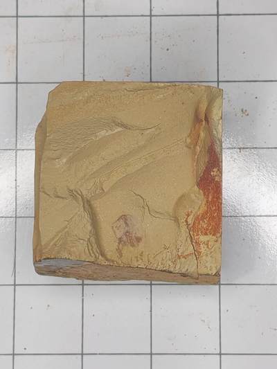 化石 - 曳鳃动物化石