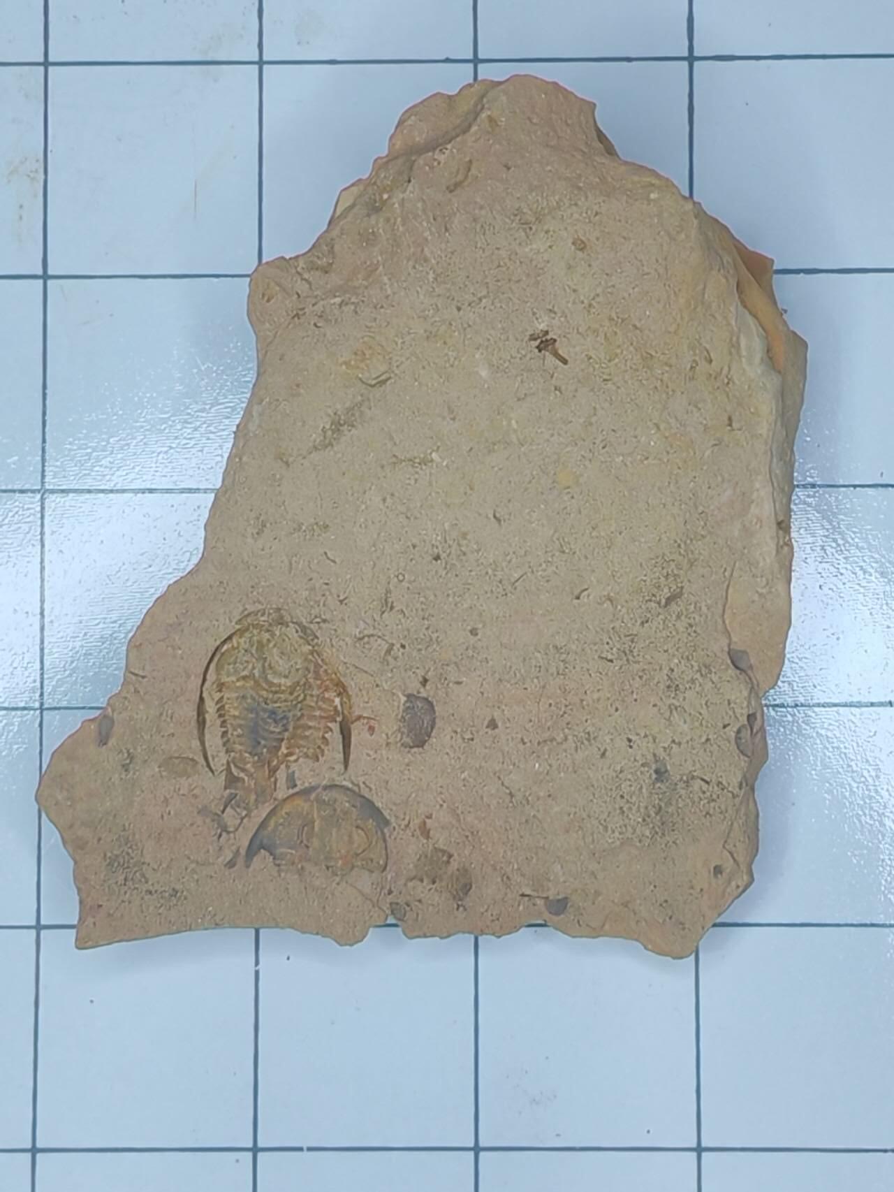 化石 三叶虫化石