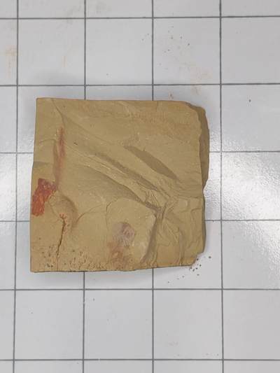 化石 - 水母类化石（最稀有、最珍贵）   - 如前所述，水母身体柔软，化石极难保存，多以印痕化石形式出现于澄江生物群、伯吉斯页岩等特异埋藏化石库中。