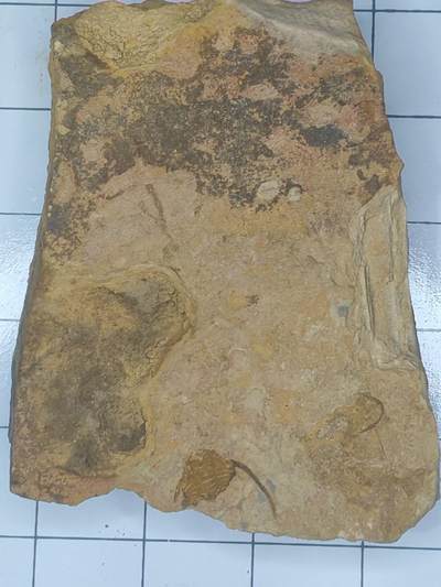 化石 - 三叶虫（单翅完好）三叶虫纲（Trilobita）- 时代：寒武纪（约5.41亿年前）兴起，奥陶纪达到鼎盛，最终在二叠纪末大灭绝（约2.52亿年前）中全部消失。