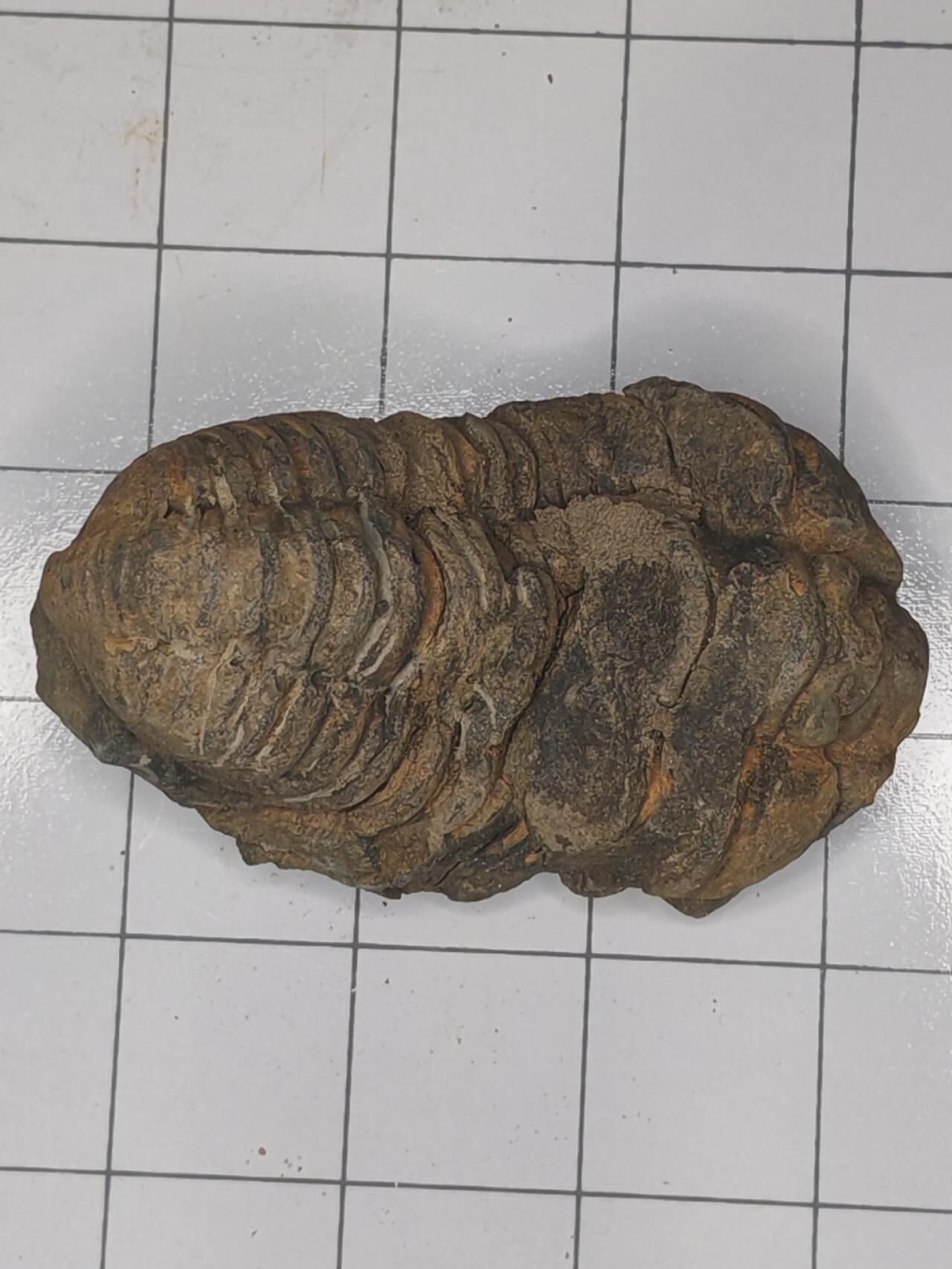 化石 三叶虫化石，摩洛哥隐头虫，常见的如Phacops（镜眼虫）或Ductina（似平鬃虫）等属种，是泥盆纪（约4.19亿至3.59亿年前）的海洋节肢动物。