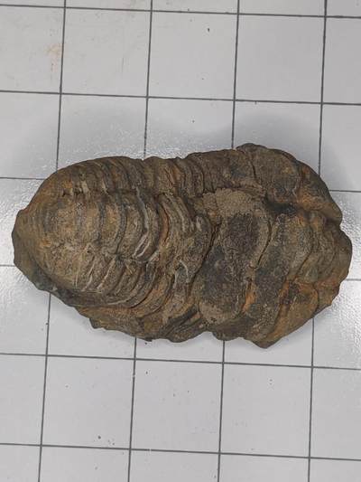 化石 - 三叶虫化石，摩洛哥隐头虫，常见的如Phacops（镜眼虫）或Ductina（似平鬃虫）等属种，是泥盆纪（约4.19亿至3.59亿年前）的海洋节肢动物。