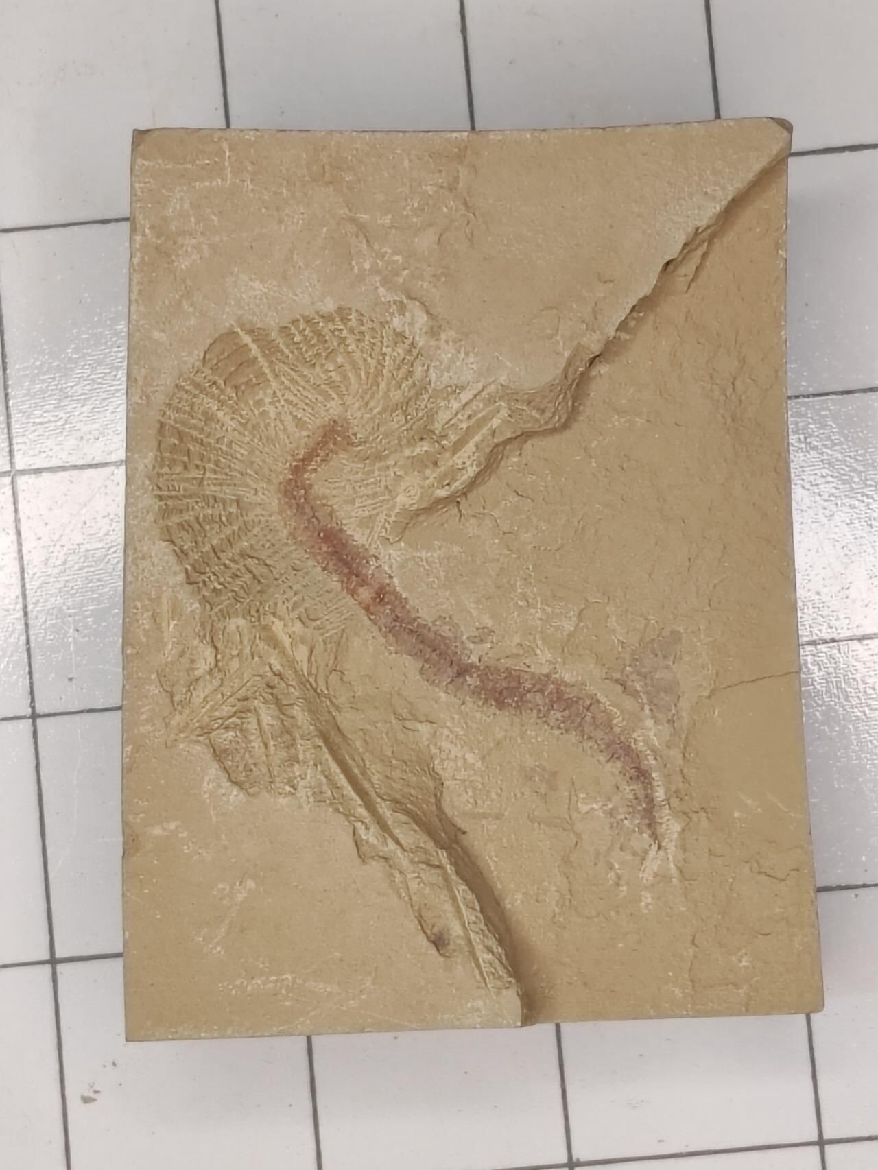 化石 蠕虫化石（稀少）