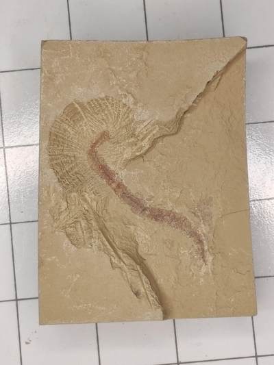 3月 - 蠕虫化石（稀少）