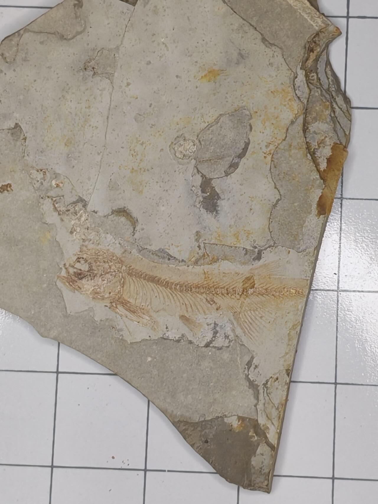 化石 狼鳍鱼化石