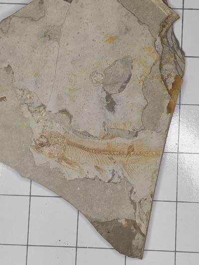 化石 - 狼鳍鱼化石