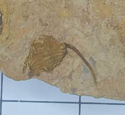 3月 三叶虫（单翅完好）三叶虫纲（Trilobita）- 时代：寒武纪（约5.41亿年前）兴起，奥陶纪达到鼎盛，最终在二叠纪末大灭绝（约2.52亿年前）中全部消失。