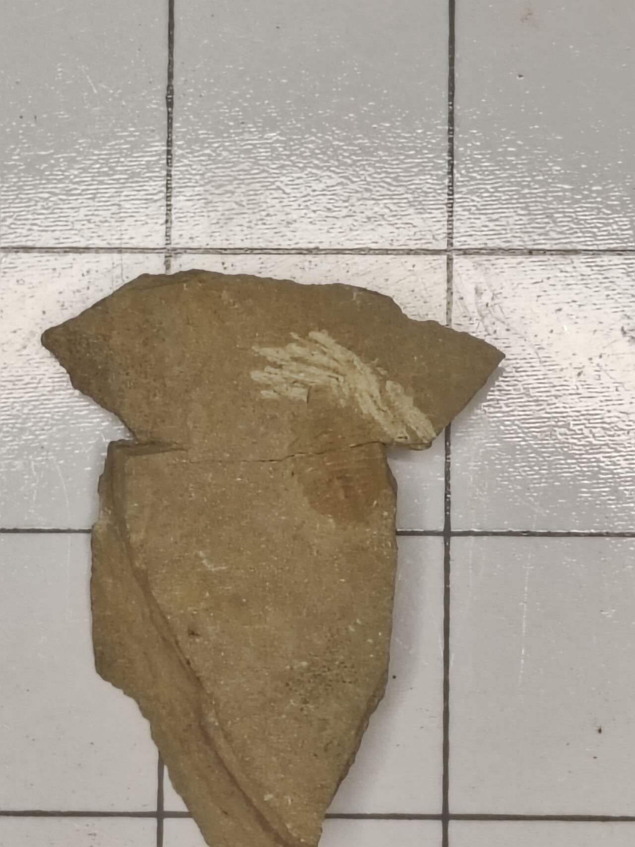 化石 三叶虫（裂两半）