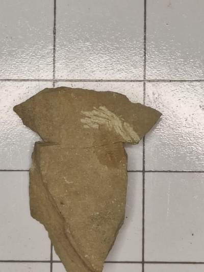 化石 - 三叶虫（裂两半）