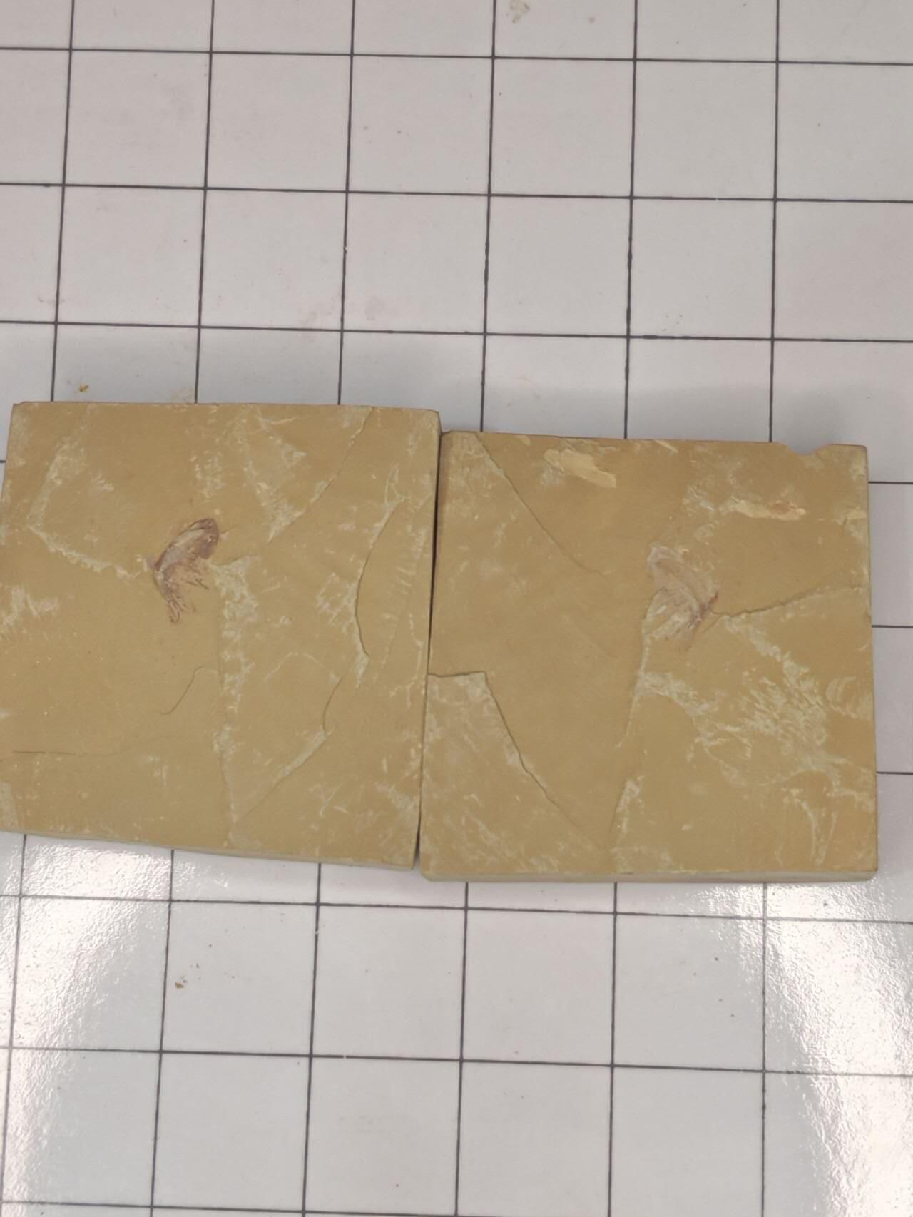 化石 对开，虾类化石。触须等细节完美