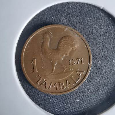 沼泽如烟--第999场 - 马拉维1971年1坦巴拉