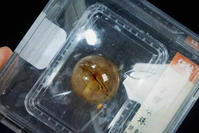 上海都达杂项专场102【全场包邮】  官帽顶珠88-19