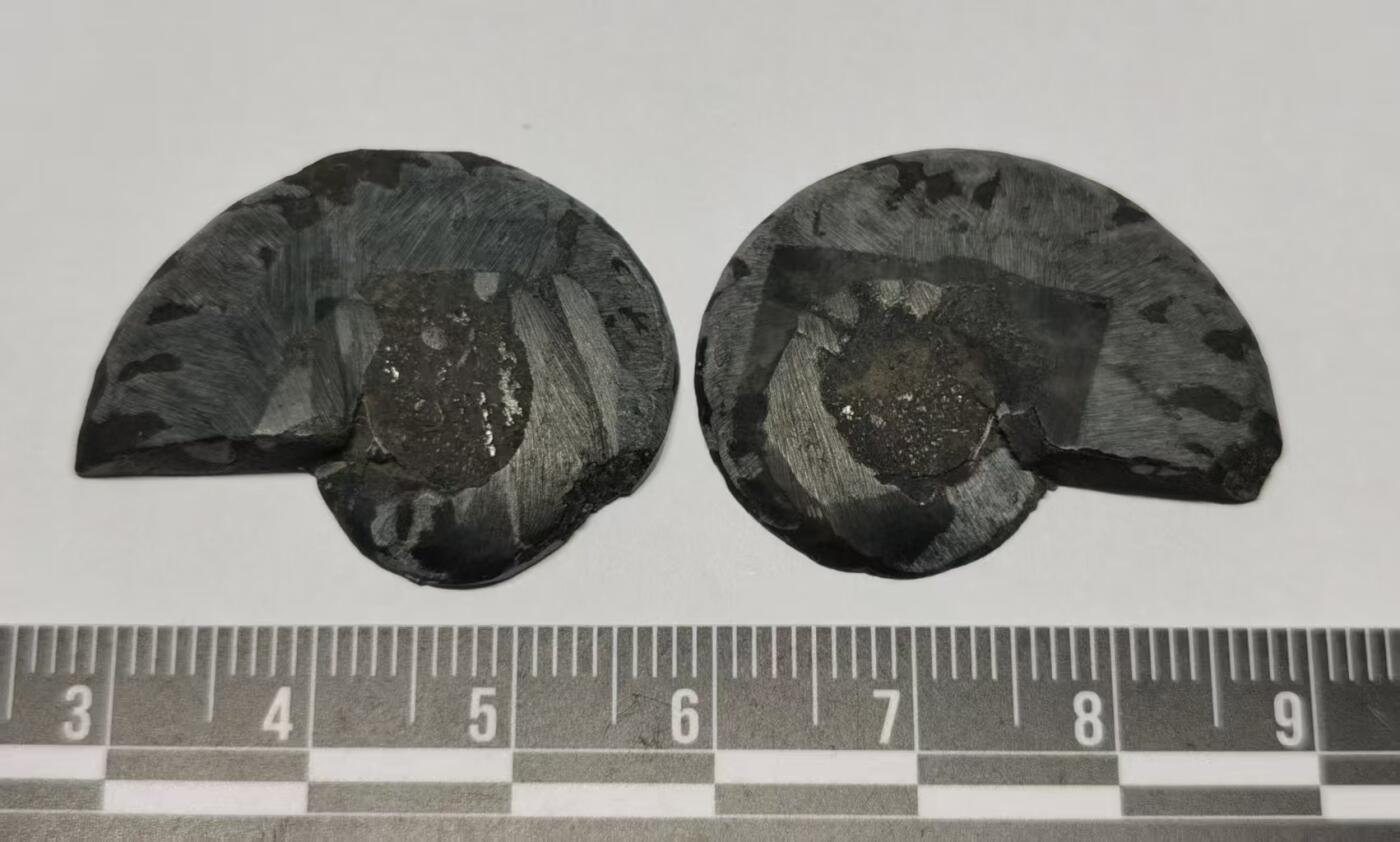 七河·世界世界币章杂件矿标化石小拍（总第38期） 藏家出品 X742（3）对开菊石化石 本件拍品由合作藏家邮寄