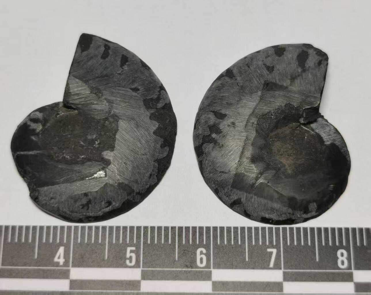 七河·世界世界币章杂件矿标化石小拍（总第38期） 藏家出品 X742（3）对开菊石化石 本件拍品由合作藏家邮寄