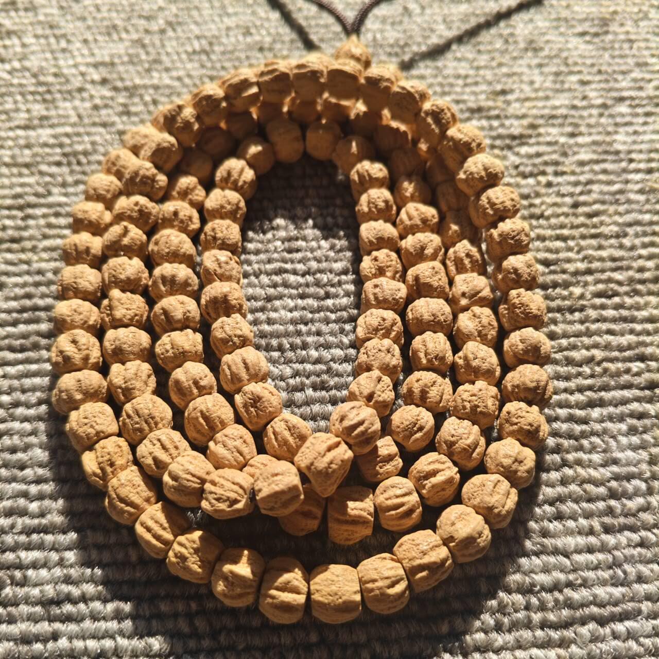 西藏热振寺百香籽