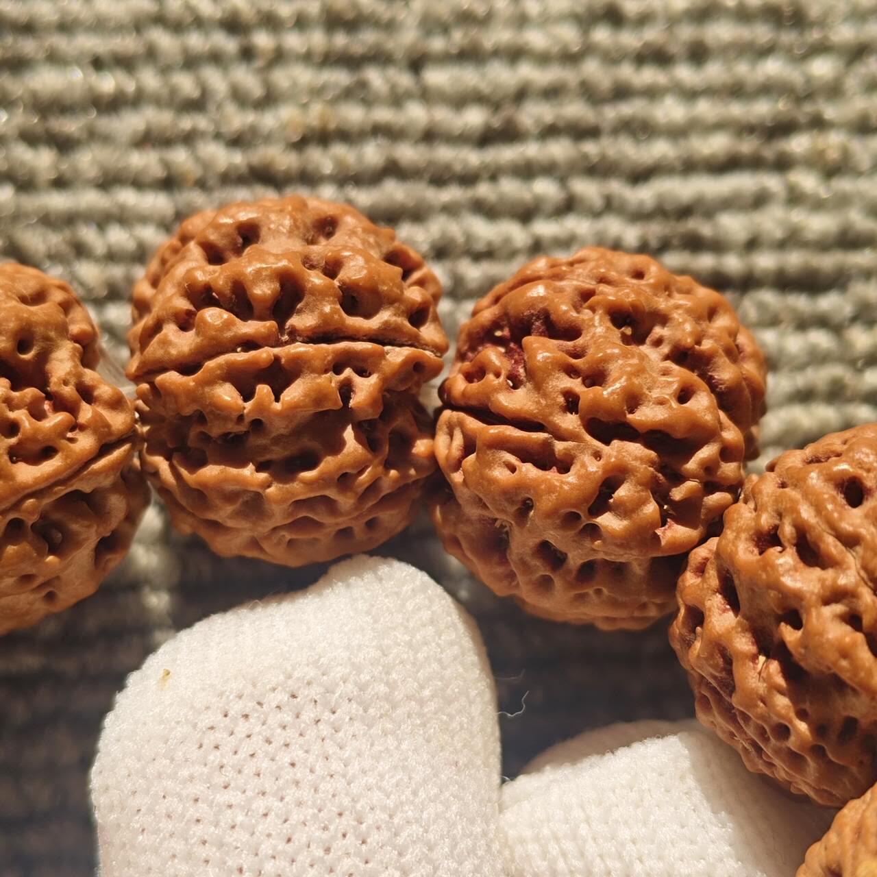 尼泊尔五瓣铁籽蜂窝大金刚